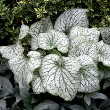 Brunnera macrophylla 'Alexander's Great' - Brunnera