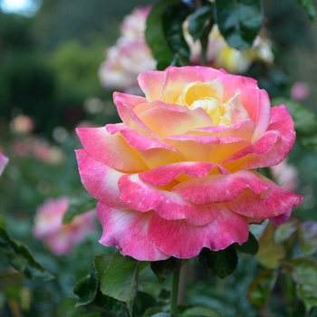 Rosa 'Baipeace' PP14731 - Love and Peace®