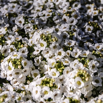 Lobularia maritima 'Snow Crystals' - Alyssum