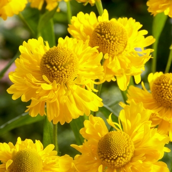 Helenium 'Double Trouble' - Sneezeweed