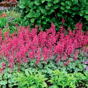 Heuchera 'Paris' - Coral Bells