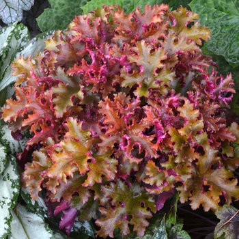 Heuchera 'Zipper' - Coral Bells