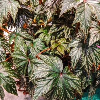 Begonia x hybrida 'Gryphon' - Begonia, Rex