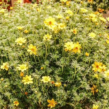 Bidens ferulifolia 'Goldilocks Rocks®' 22271 (Bidens) - Goldilocks Rocks® Bidens