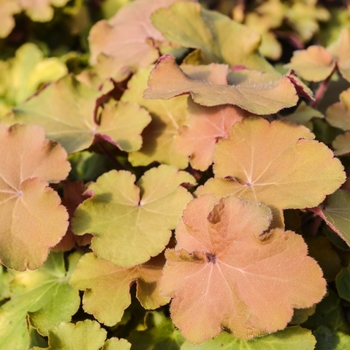 Heuchera 'Caramel' - Coral Bells