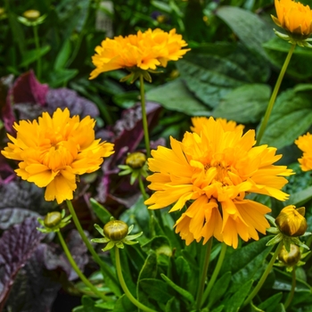 Coreopsis grandiflora 'Early Sunrise' - Tickseed