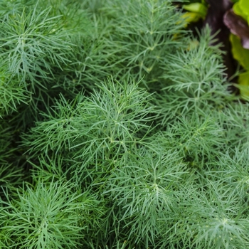 Anethum graveolens 'Fernleaf' - Dill