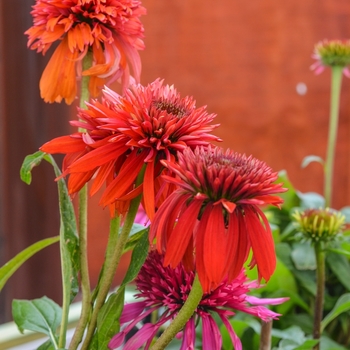 Echinacea hybrid - Double Scoop™ Raspberry