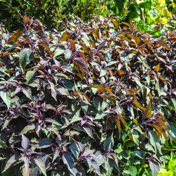 Eupatorium rugosum 'Chocolate' - Joe-Pye Weed 