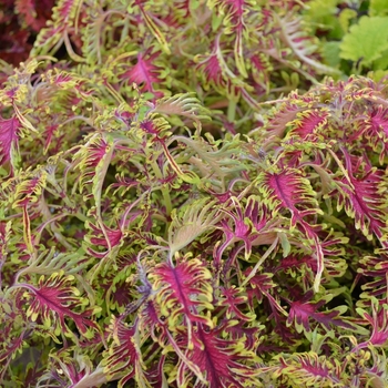 Solenostemon 'Under The Sea &153; Bone Fish' - Coleus