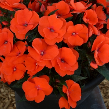 Impatiens 'Magnum Orange' - Impatiens, New Guinea
