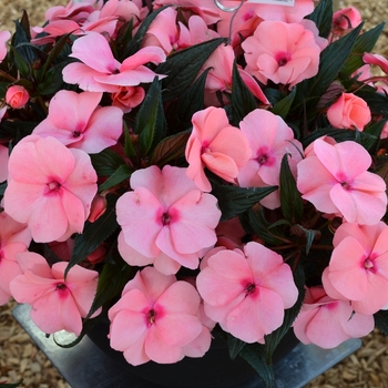 Impatiens, New Guinea