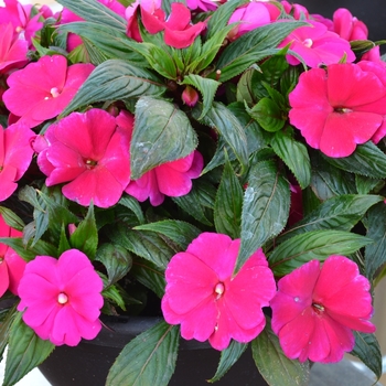 Impatiens 'Magnum Purple' - Impatiens, New Guinea