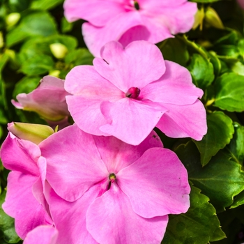 Impatiens walleriana 'Super Elfin® XP Lilac' - Impatiens
