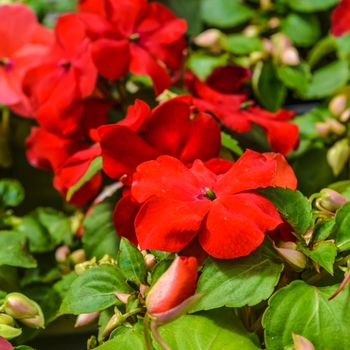 Impatiens walleriana 'Super Elfin® XP Red' - Impatiens