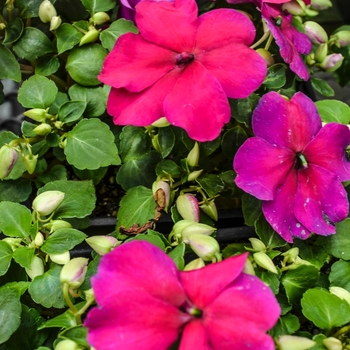Impatiens walleriana 'Super Elfin® XP Violet' - Impatiens