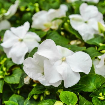 Impatiens walleriana 'Super Elfin® XP White' - Impatiens