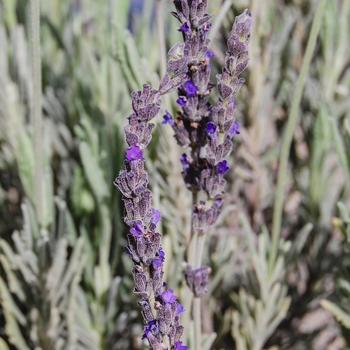 Lavendula 'Goodwin Creek Grey' - Lavender