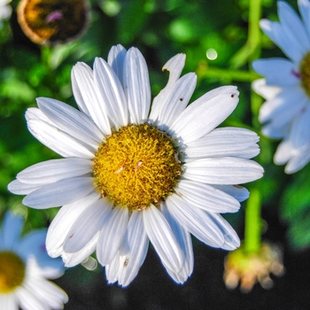 Leucanthemum superbum 'Snow Lady' - Shasta Daisy