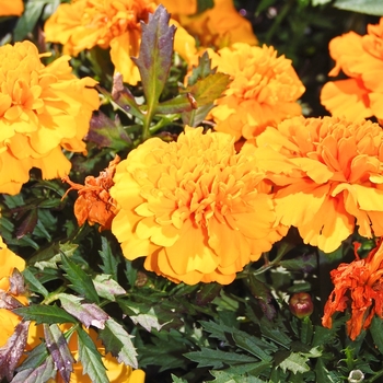 Tagetes erecta 'Inca II Orange' - African Marigold