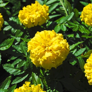 Tagetes erecta 'Inca II Yellow' - Marigold