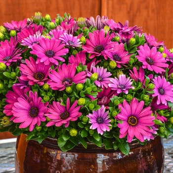 Osteospermum - Serenity&trade; Dark Purple