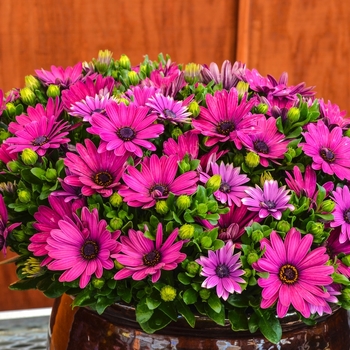 Osteospermum ecklonis 'Serenity™ Dark Purple' - Osteospermum