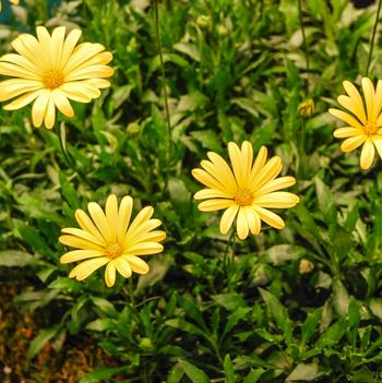 Osteospermum hybrida 'Voltage® Yellow' - African Daisy