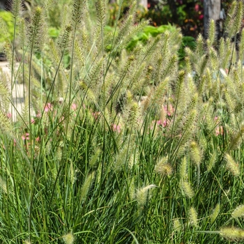 Pennisetum alopecuroides 'Hameln' - Fountain Grass