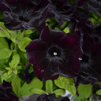 Petunia x hybrida 'Crazytunia® 'Black Mamba'' - Petunia