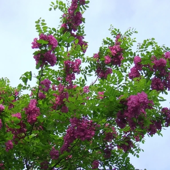 Robinia pseudoacacia 'Purple robe' (Black Locust) - Purple robe Black Locust