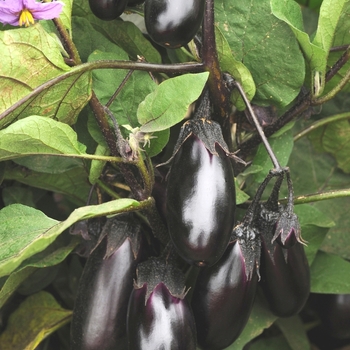 Patio Baby F1 - Eggplant