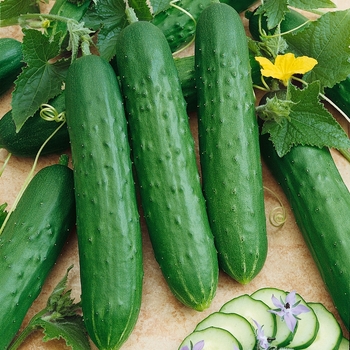 Cucumis sativus 'Saladmore Bush' - Cucumber