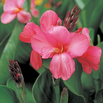 Canna 'Tropical Rose' - Canna