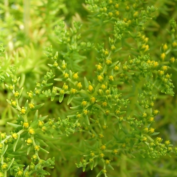 Sedum mexicanum 'Lemon Ball' - Stonecrop