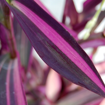 Setcreasea 'Pink Stripes™' - Setcreasea