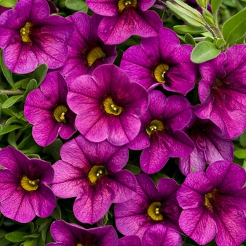 Calibrachoa 'Plum' 17679 (Calibrachoa) - Superbells® Plum