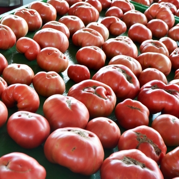Lycopersicon esculentum 'German Johnson' - Tomato