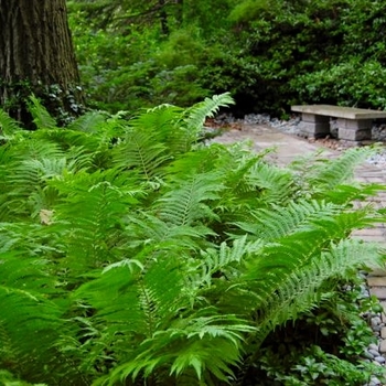 Osmundastrum cinnamomea - Cinnamon fern