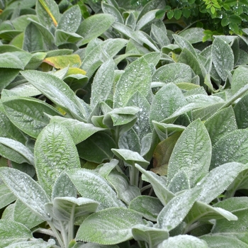 Stachys byzantina 'Helene von Stein' - Lambs' Ears