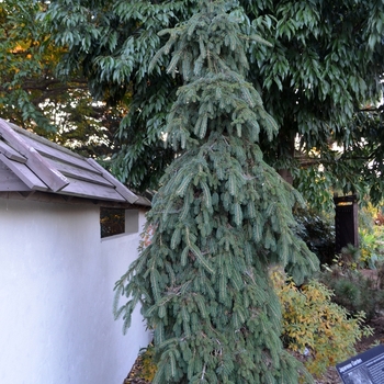 Picea glauca - 'Pendula' Weeping White Spruce