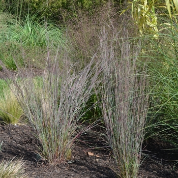 Schizachyrium scoparium 'Blue Heaven' - Little Bluestem