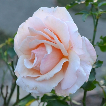 Rosa 'Meiludere' - 'Mother of Pearl' Rose