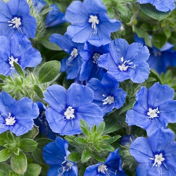 Evolvulus 'RMEVO28301' PPAF, Can PBRAF (Dwarf Morning Glory) - Blue My Mind® XL Dwarf Morning Glory