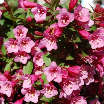 Weigela florida 'Minuet' - 'Minuet' Weigela