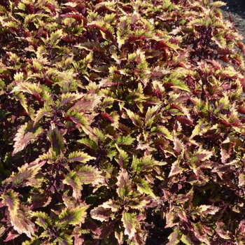 Solenostemon scutellarioides 'Roaring Fire' - Coleus