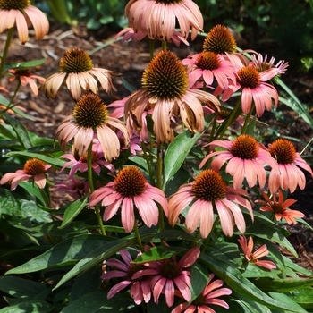 Echinacea 'Butterfly Julia' - Coneflower