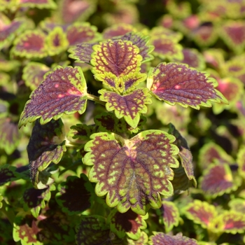 Solenostemon hybrida 'Lava Rose' - Coleus