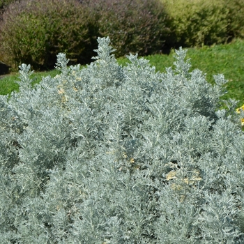 Artemesia 'Parfum d'Ethiopia' - Artemesia