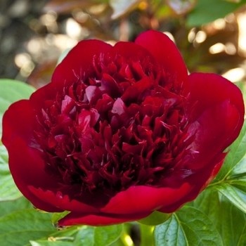Paeonia 'Red Charm' - Garden Peony